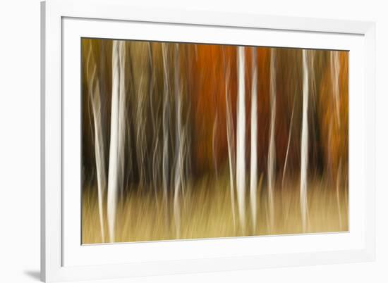 Abstract impression of birch trees in Autumn foliage, Wisconsin.-Brenda Tharp-Framed Premium Photographic Print