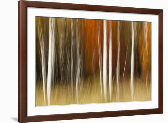 Abstract impression of birch trees in Autumn foliage, Wisconsin.-Brenda Tharp-Framed Premium Photographic Print