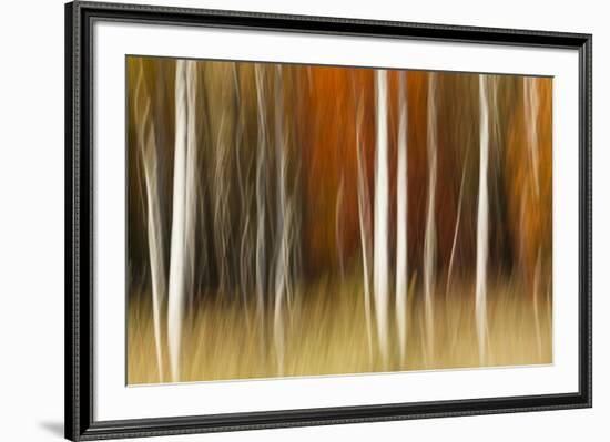 Abstract impression of birch trees in Autumn foliage, Wisconsin.-Brenda Tharp-Framed Premium Photographic Print