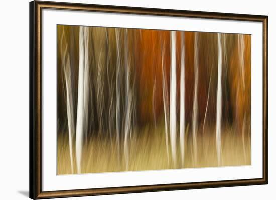 Abstract impression of birch trees in Autumn foliage, Wisconsin.-Brenda Tharp-Framed Premium Photographic Print