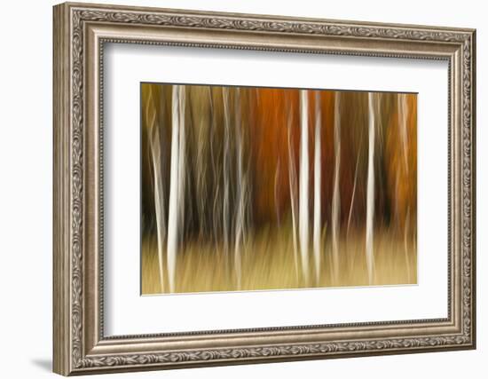 Abstract impression of birch trees in Autumn foliage, Wisconsin.-Brenda Tharp-Framed Photographic Print