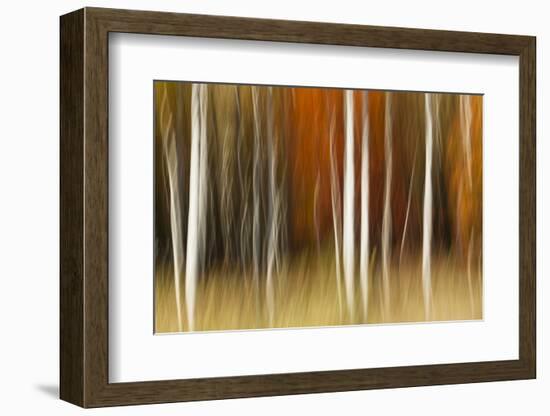 Abstract impression of birch trees in Autumn foliage, Wisconsin.-Brenda Tharp-Framed Photographic Print