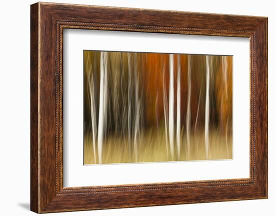 Abstract impression of birch trees in Autumn foliage, Wisconsin.-Brenda Tharp-Framed Photographic Print