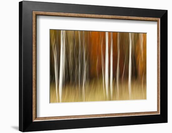 Abstract impression of birch trees in Autumn foliage, Wisconsin.-Brenda Tharp-Framed Photographic Print