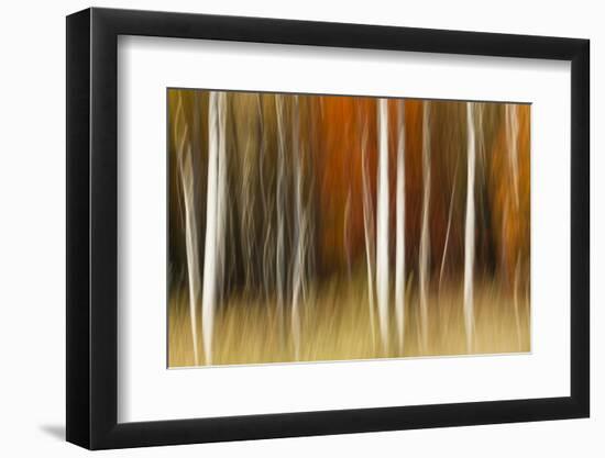 Abstract impression of birch trees in Autumn foliage, Wisconsin.-Brenda Tharp-Framed Photographic Print