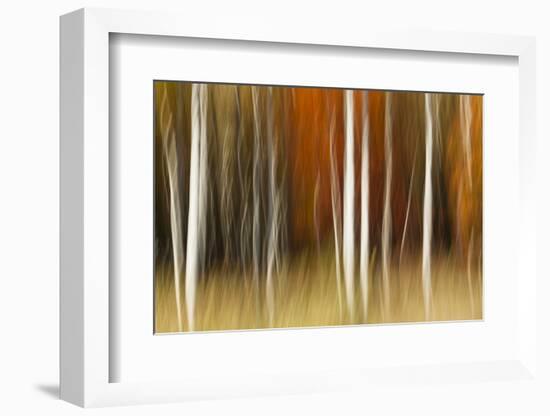 Abstract impression of birch trees in Autumn foliage, Wisconsin.-Brenda Tharp-Framed Photographic Print