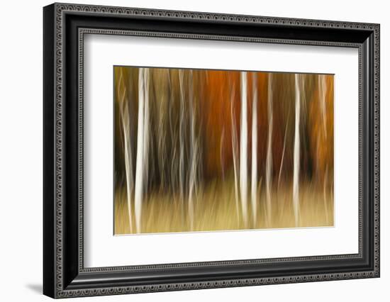 Abstract impression of birch trees in Autumn foliage, Wisconsin.-Brenda Tharp-Framed Photographic Print