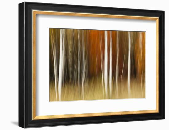 Abstract impression of birch trees in Autumn foliage, Wisconsin.-Brenda Tharp-Framed Photographic Print