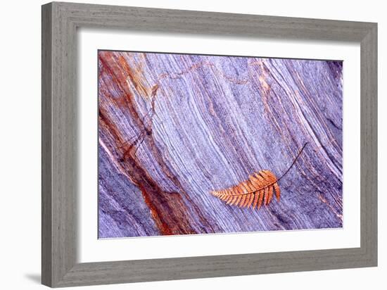 Abstract Macro of Schist with Veined Coloured Patterns and Brown Ponga Fern Leaf Juxtaposed-Darroch Donald-Framed Photographic Print