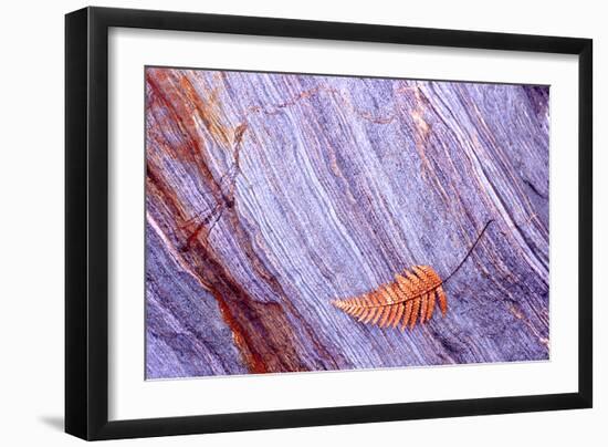 Abstract Macro of Schist with Veined Coloured Patterns and Brown Ponga Fern Leaf Juxtaposed-Darroch Donald-Framed Photographic Print