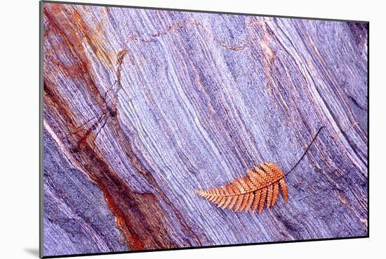 Abstract Macro of Schist with Veined Coloured Patterns and Brown Ponga Fern Leaf Juxtaposed-Darroch Donald-Mounted Photographic Print