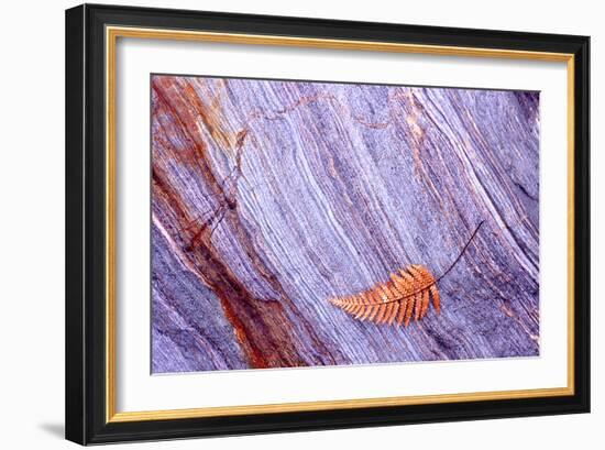 Abstract Macro of Schist with Veined Coloured Patterns and Brown Ponga Fern Leaf Juxtaposed-Darroch Donald-Framed Photographic Print