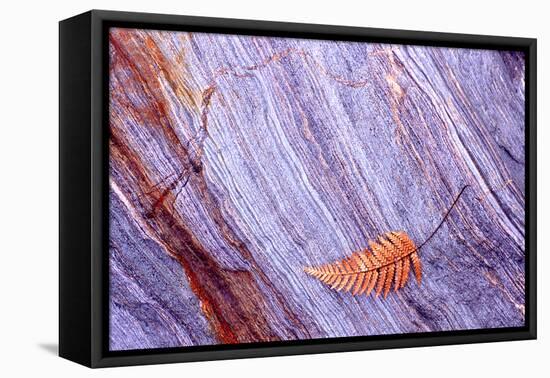 Abstract Macro of Schist with Veined Coloured Patterns and Brown Ponga Fern Leaf Juxtaposed-Darroch Donald-Framed Premier Image Canvas