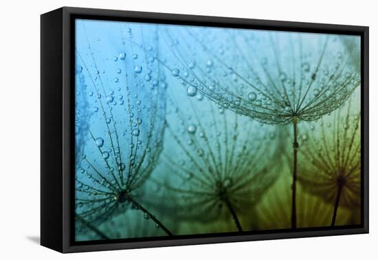 Abstract Macro Photo of Dandelion Seeds with Water Drops-Ale-ks-Framed Premier Image Canvas