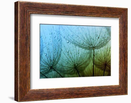 Abstract Macro Photo of Dandelion Seeds with Water Drops-Ale-ks-Framed Photographic Print