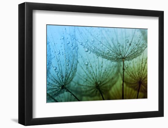 Abstract Macro Photo of Dandelion Seeds with Water Drops-Ale-ks-Framed Photographic Print