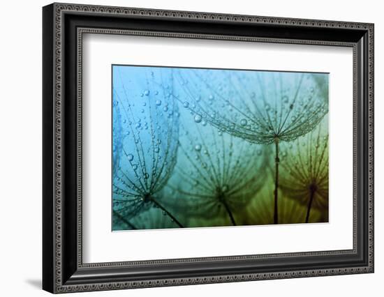 Abstract Macro Photo of Dandelion Seeds with Water Drops-Ale-ks-Framed Photographic Print