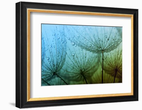 Abstract Macro Photo of Dandelion Seeds with Water Drops-Ale-ks-Framed Photographic Print