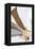 Abstract Moth-Belen Mena-Framed Premier Image Canvas
