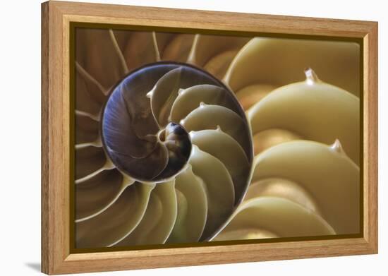 Abstract of a Nautilus Shell, Georgia, USA-Joanne Wells-Framed Premier Image Canvas