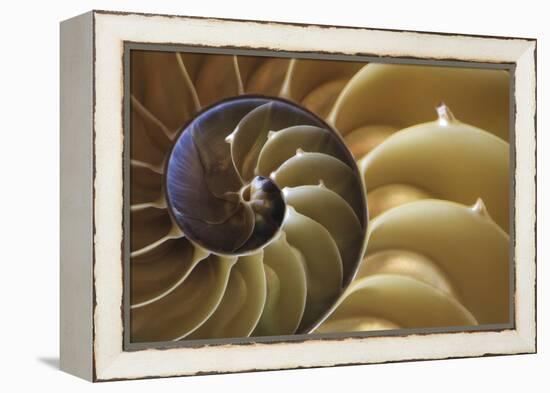 Abstract of a Nautilus Shell, Georgia, USA-Joanne Wells-Framed Premier Image Canvas