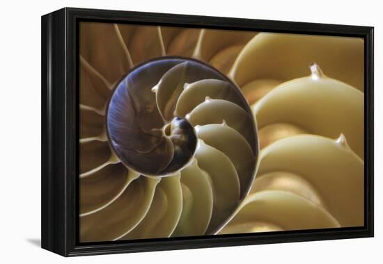 Abstract of a Nautilus Shell, Georgia, USA-Joanne Wells-Framed Premier Image Canvas