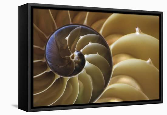 Abstract of a Nautilus Shell, Georgia, USA-Joanne Wells-Framed Premier Image Canvas