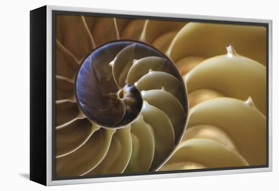 Abstract of a Nautilus Shell, Georgia, USA-Joanne Wells-Framed Premier Image Canvas