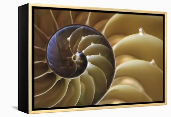 Abstract of a Nautilus Shell, Georgia, USA-Joanne Wells-Framed Premier Image Canvas