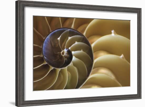 Abstract of a Nautilus Shell, Georgia, USA-Joanne Wells-Framed Photographic Print