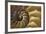 Abstract of a Nautilus Shell, Georgia, USA-Joanne Wells-Framed Photographic Print