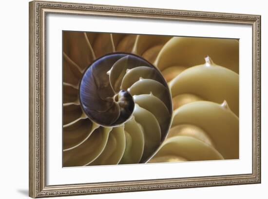 Abstract of a Nautilus Shell, Georgia, USA-Joanne Wells-Framed Photographic Print