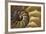 Abstract of a Nautilus Shell, Georgia, USA-Joanne Wells-Framed Photographic Print