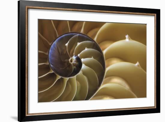 Abstract of a Nautilus Shell, Georgia, USA-Joanne Wells-Framed Photographic Print