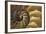 Abstract of a Nautilus Shell, Georgia, USA-Joanne Wells-Framed Photographic Print