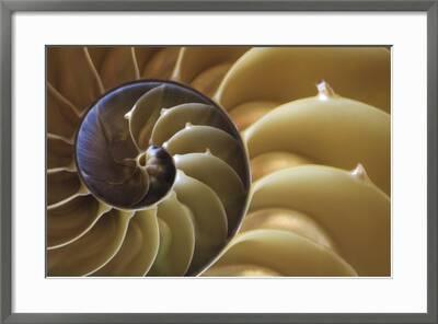 Abstract Of A Nautilus Shell Georgia Usa Photographic Print Joanne Wells Art Com