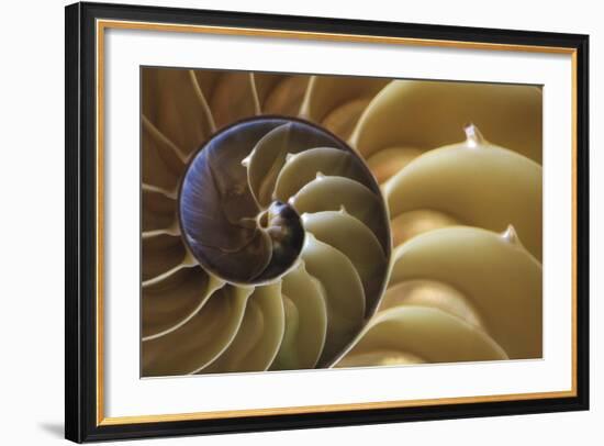 Abstract of a Nautilus Shell, Georgia, USA-Joanne Wells-Framed Photographic Print