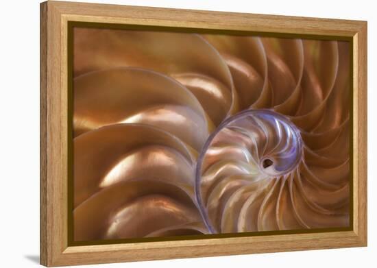 Abstract of a Nautilus Shell, Georgia, USA-Joanne Wells-Framed Premier Image Canvas