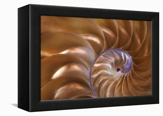 Abstract of a Nautilus Shell, Georgia, USA-Joanne Wells-Framed Premier Image Canvas