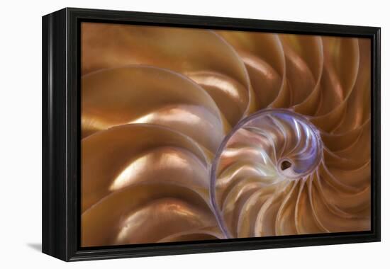 Abstract of a Nautilus Shell, Georgia, USA-Joanne Wells-Framed Premier Image Canvas