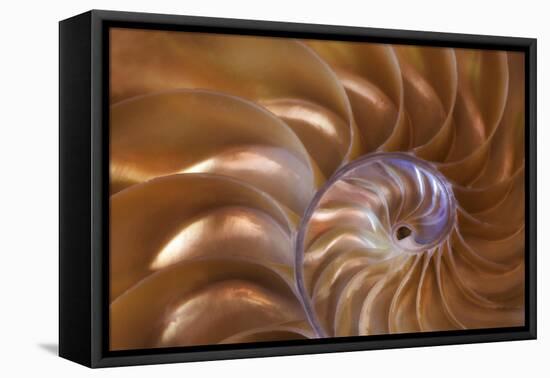 Abstract of a Nautilus Shell, Georgia, USA-Joanne Wells-Framed Premier Image Canvas