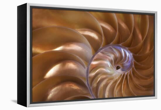 Abstract of a Nautilus Shell, Georgia, USA-Joanne Wells-Framed Premier Image Canvas