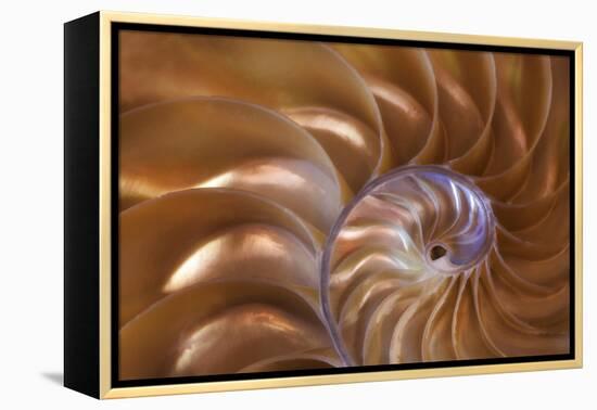 Abstract of a Nautilus Shell, Georgia, USA-Joanne Wells-Framed Premier Image Canvas