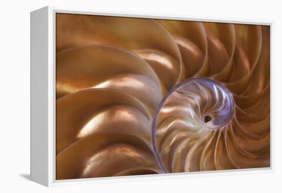 Abstract of a Nautilus Shell, Georgia, USA-Joanne Wells-Framed Premier Image Canvas