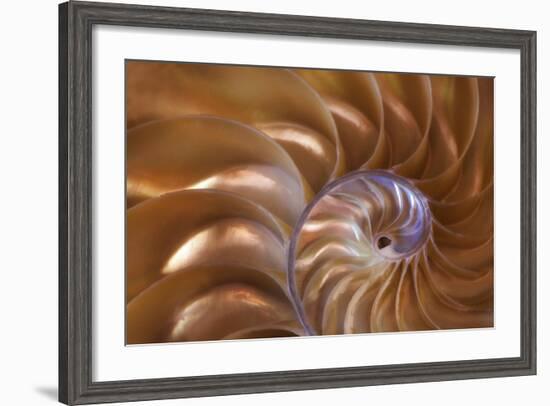 Abstract of a Nautilus Shell, Georgia, USA-Joanne Wells-Framed Photographic Print