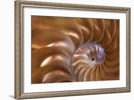 Abstract of a Nautilus Shell, Georgia, USA-Joanne Wells-Framed Photographic Print