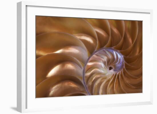 Abstract of a Nautilus Shell, Georgia, USA-Joanne Wells-Framed Photographic Print