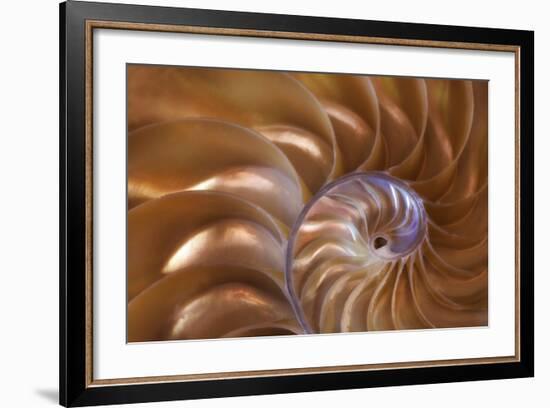 Abstract of a Nautilus Shell, Georgia, USA-Joanne Wells-Framed Photographic Print