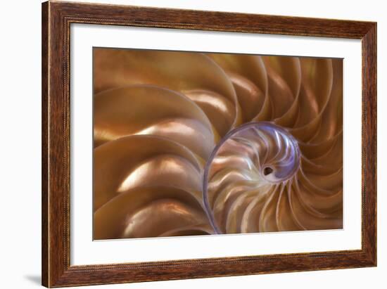 Abstract of a Nautilus Shell, Georgia, USA-Joanne Wells-Framed Photographic Print