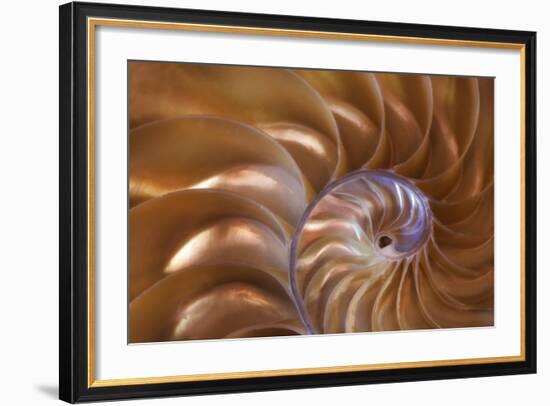 Abstract of a Nautilus Shell, Georgia, USA-Joanne Wells-Framed Photographic Print